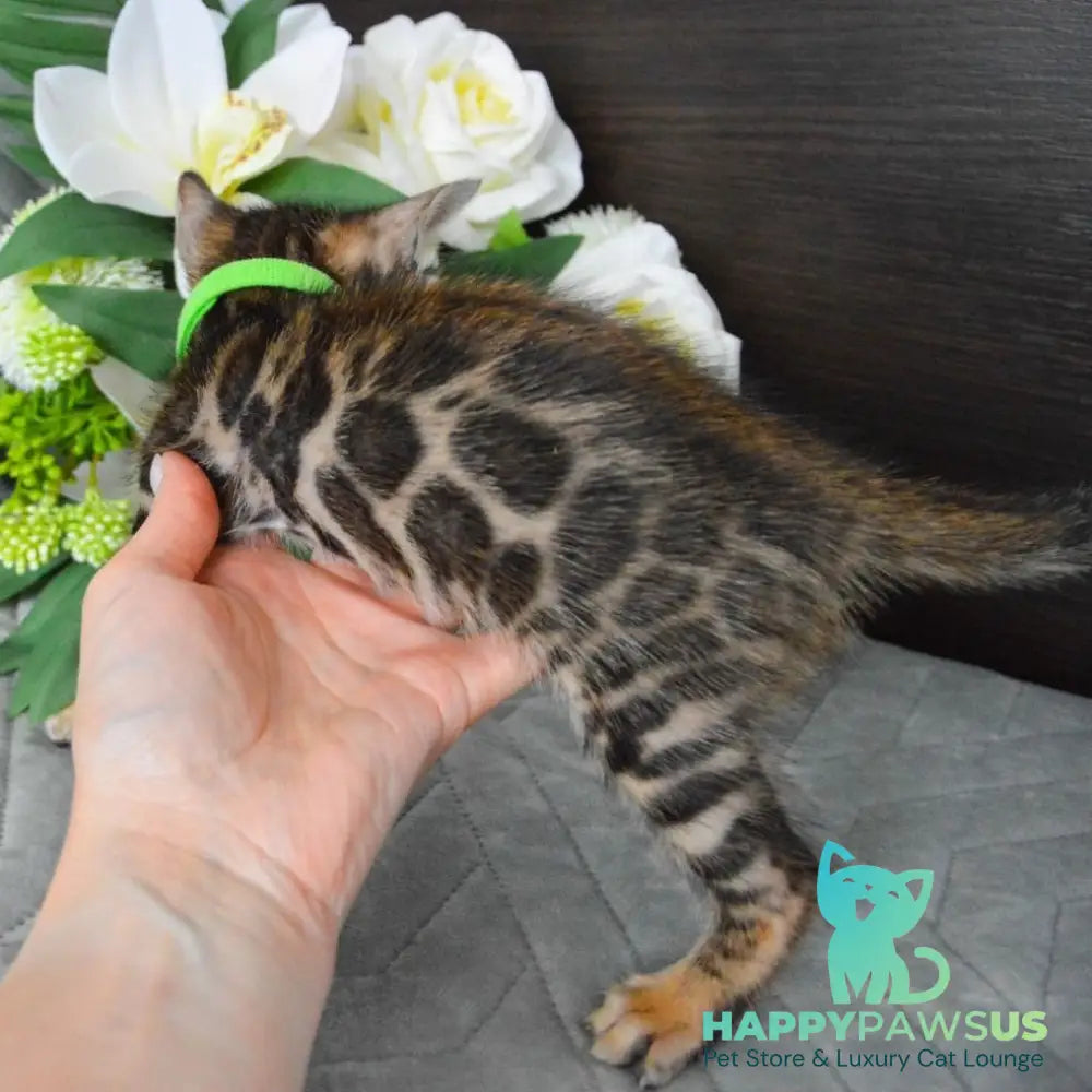 Pixel Bengal male black spotted tabby - live animals