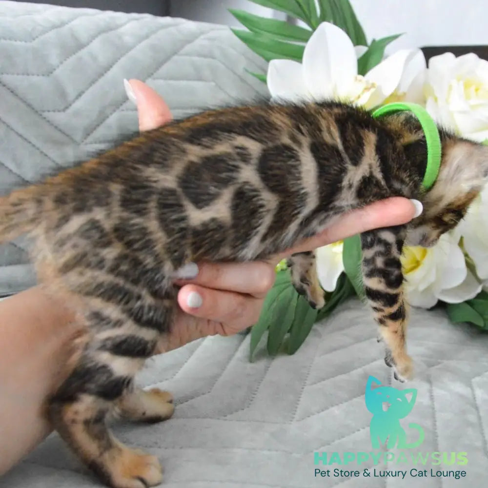 Pixel Bengal male black spotted tabby - live animals