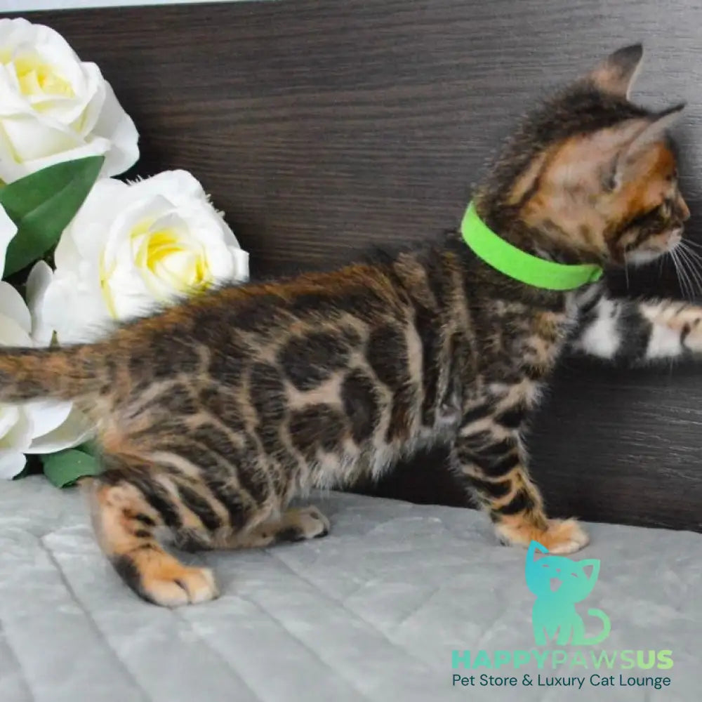 Pixel Bengal male black spotted tabby - live animals