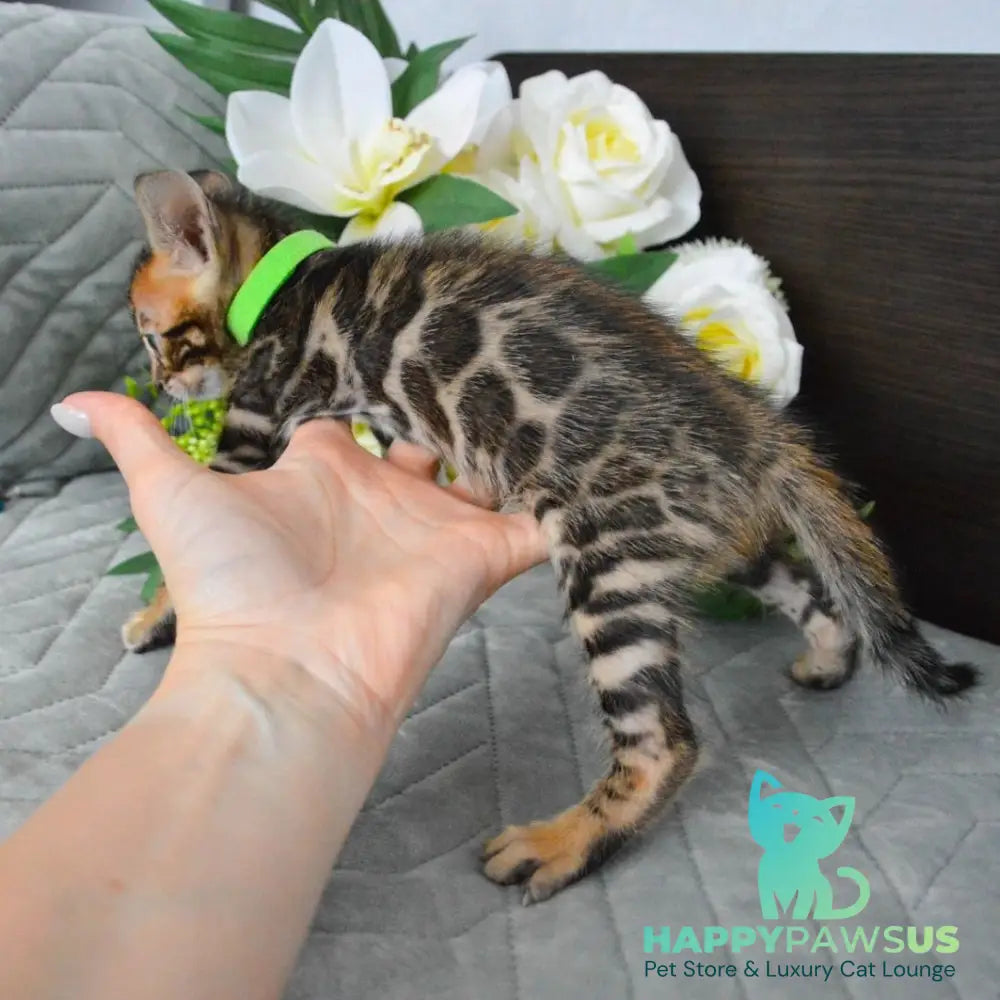 Pixel Bengal male black spotted tabby - live animals