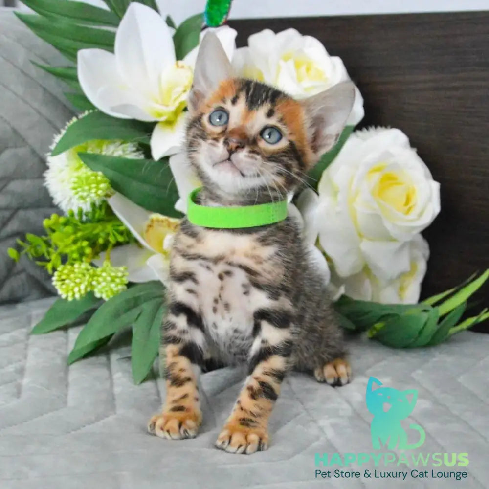 Pixel Bengal male black spotted tabby - live animals