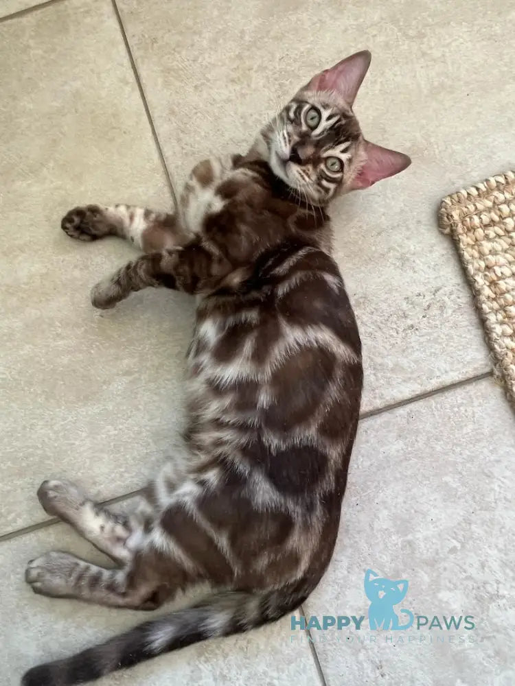 Pixel Bengal male snow mink live animals