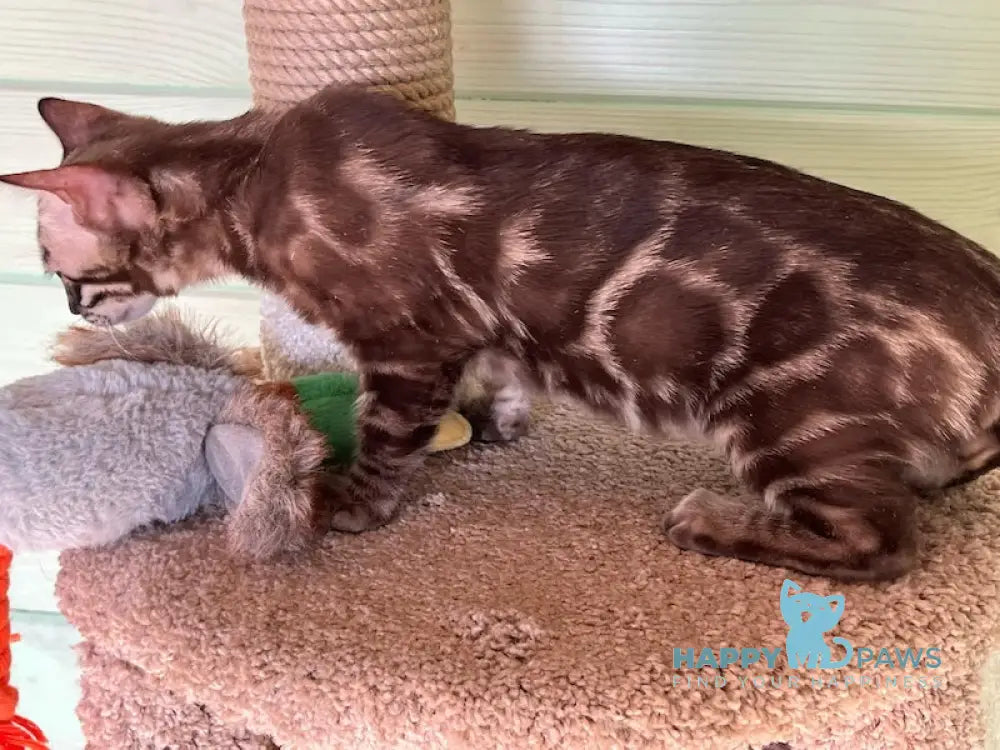 Pixel Bengal male snow mink live animals