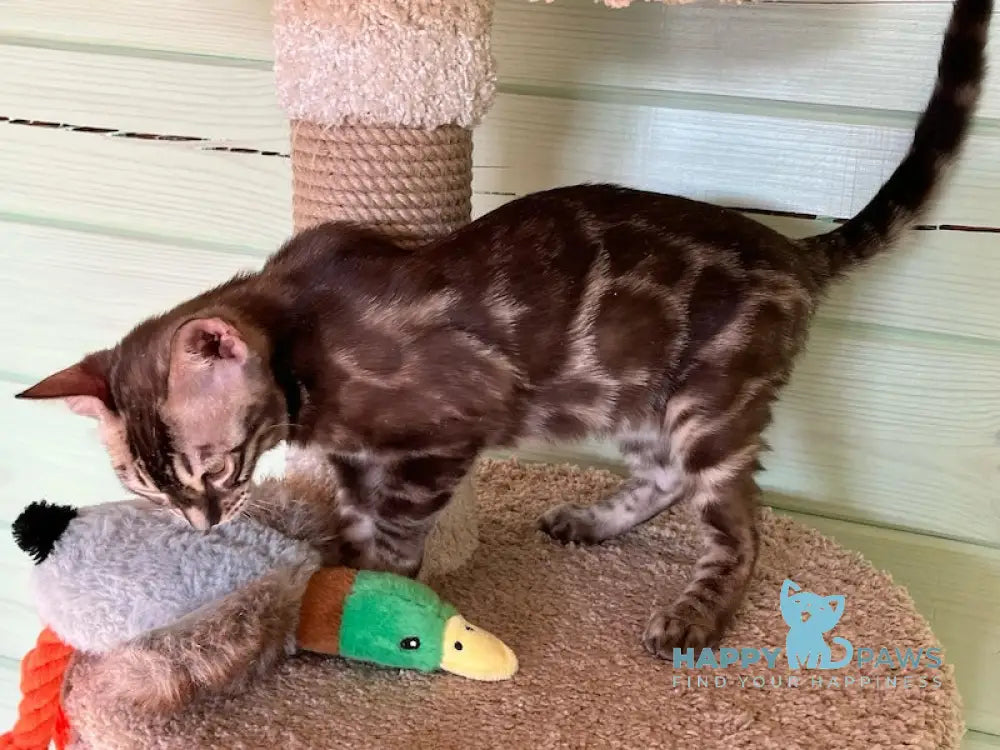 Pixel Bengal male snow mink live animals