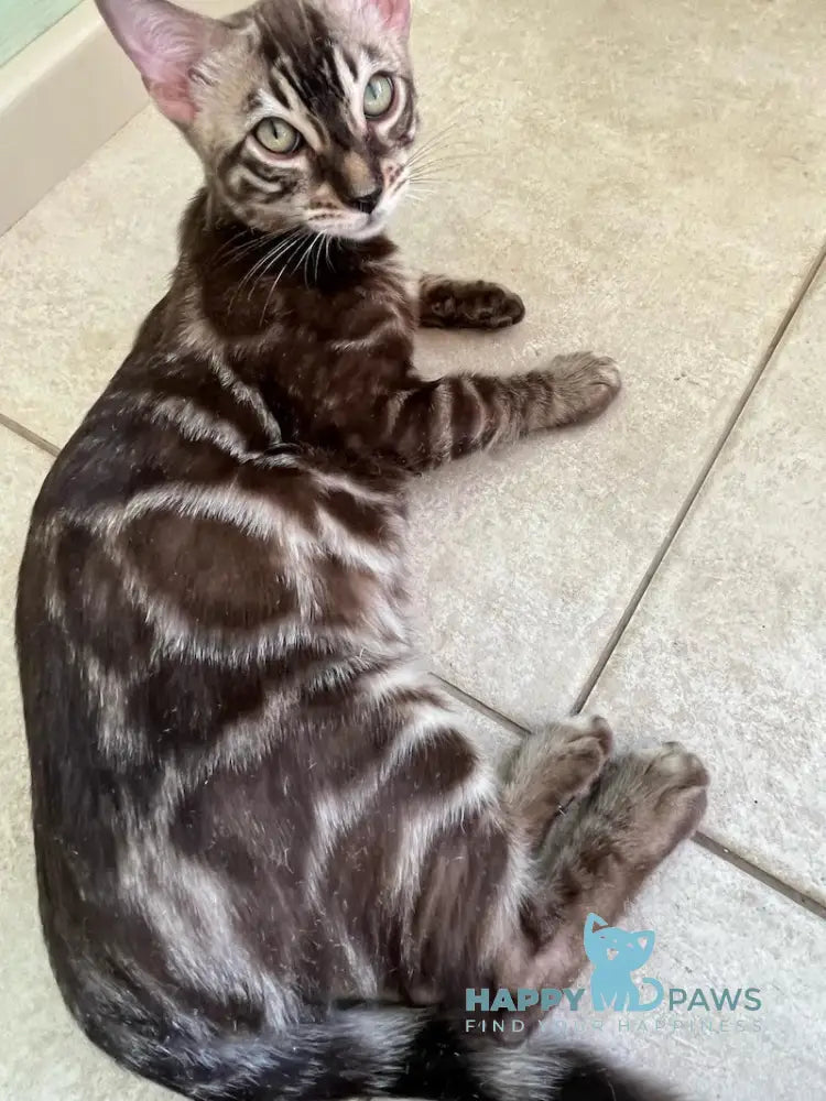Pixel Bengal male snow mink live animals