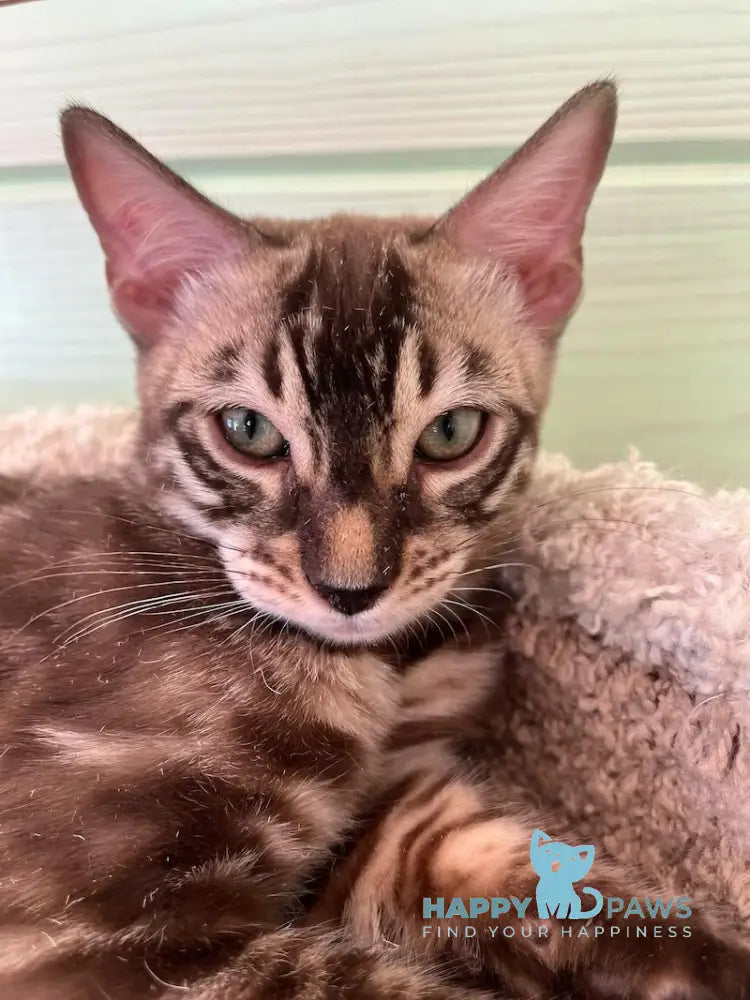 Pixel Bengal male snow mink live animals