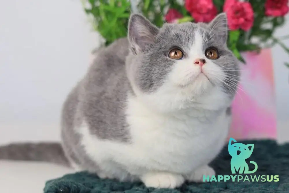 Pixel British Shorthair male chocolate bicolour live animals