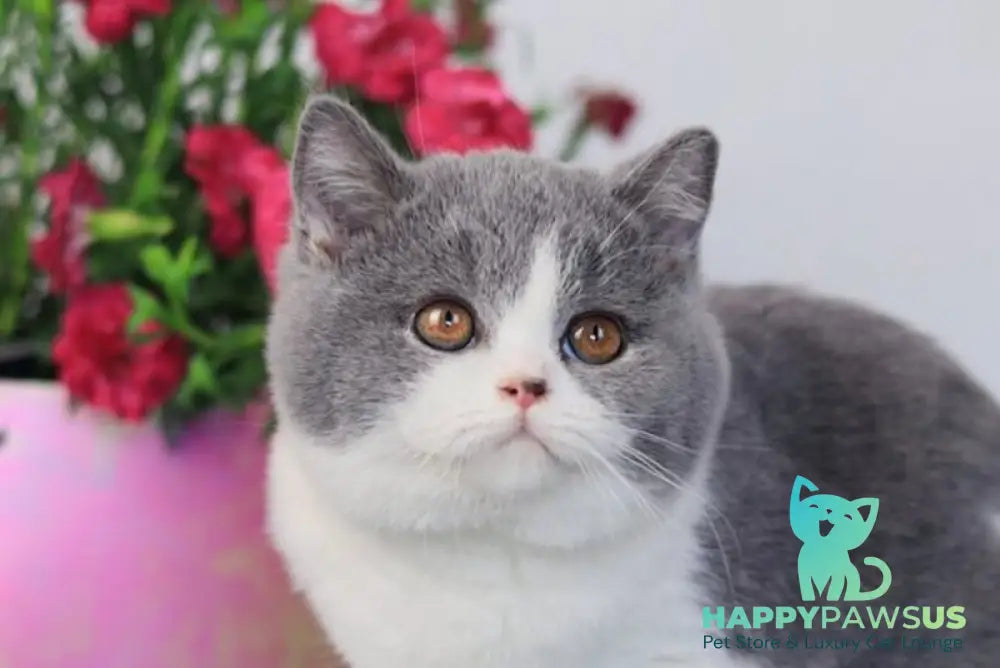 Pixel British Shorthair male chocolate bicolour live animals