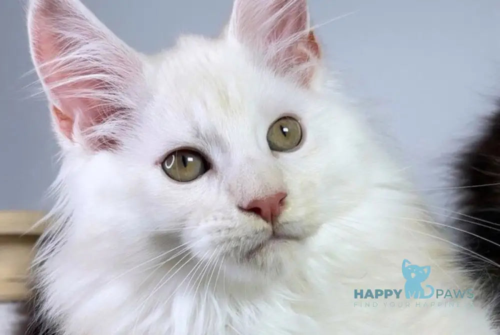 Pixel Maine Coon male red silver live animals