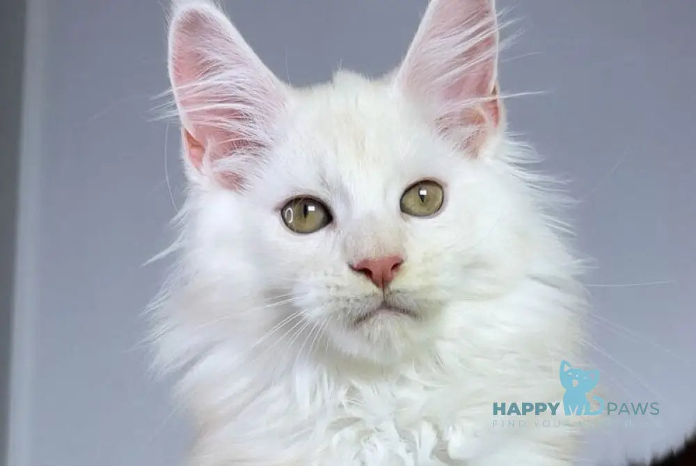 Pixel Maine Coon male red silver live animals