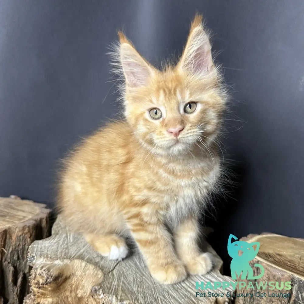 Pixel Maine Coon male red tabby with white - live animals