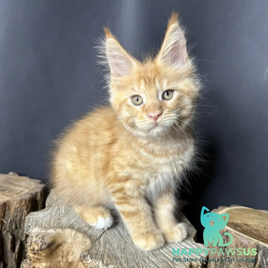 Pixel Maine Coon male red tabby with white - live animals