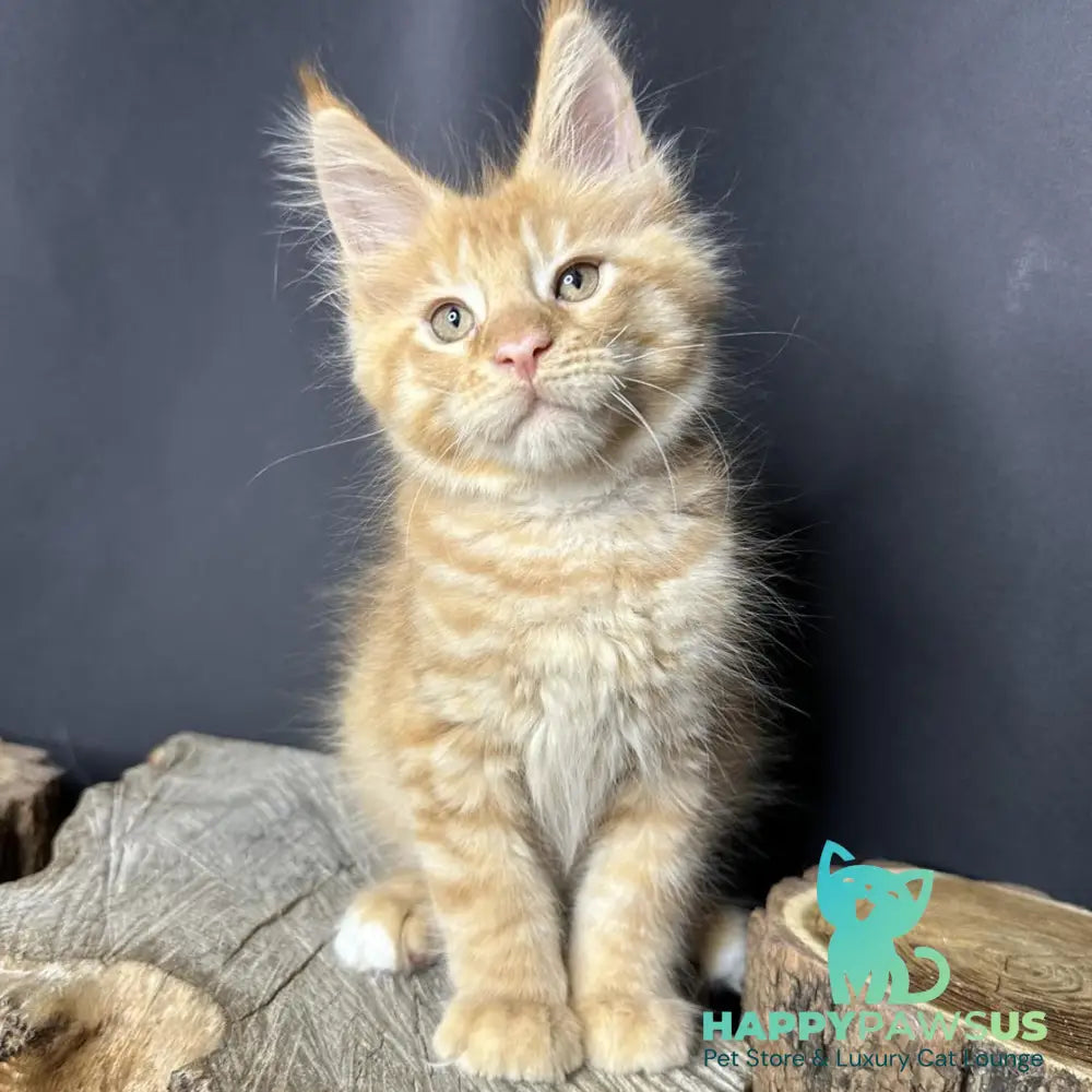 Pixel Maine Coon male red tabby with white - live animals