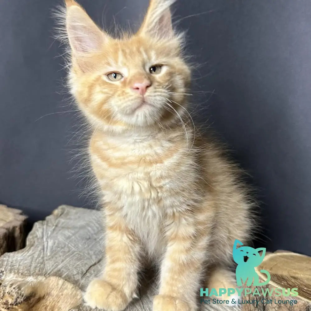 Pixel Maine Coon male red tabby with white - live animals