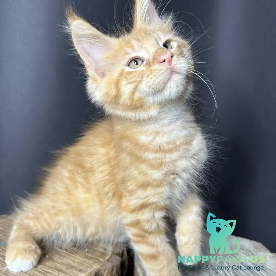 Pixel Maine Coon male red tabby with white - live animals