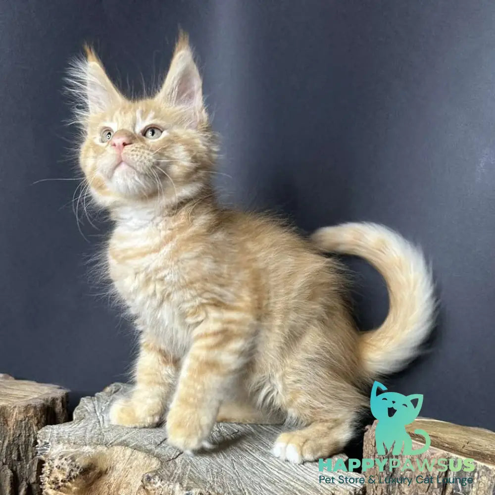 Pixel Maine Coon male red tabby with white - live animals
