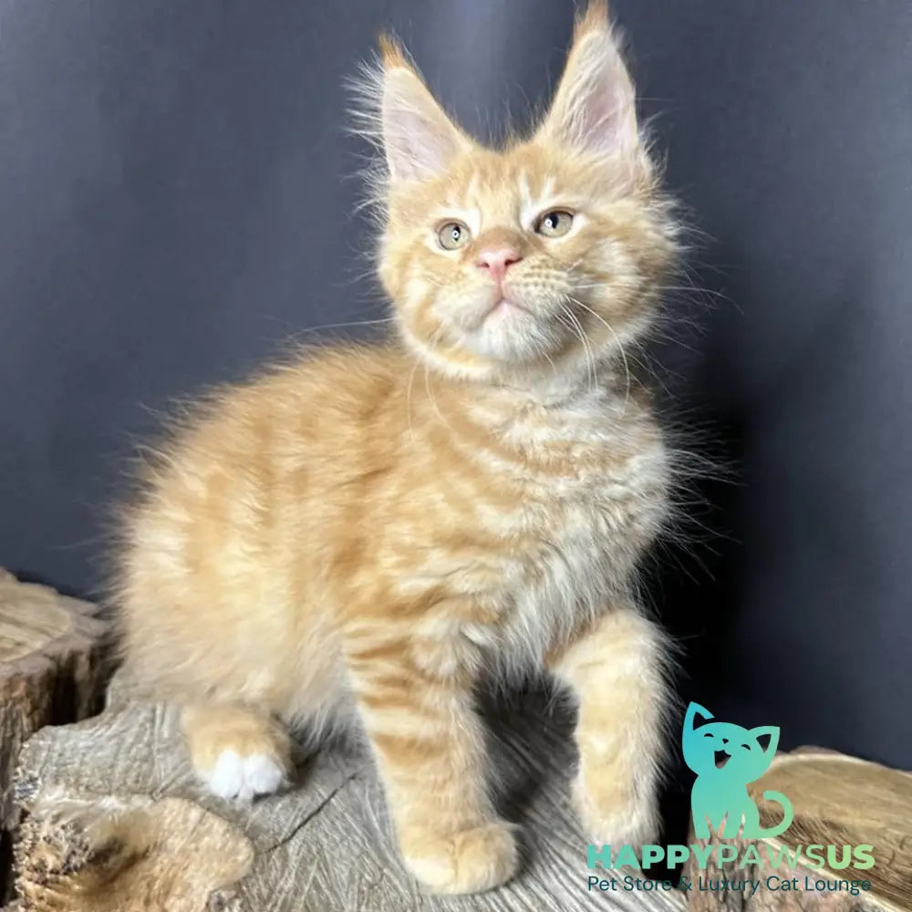 Pixel Maine Coon male red tabby with white - live animals