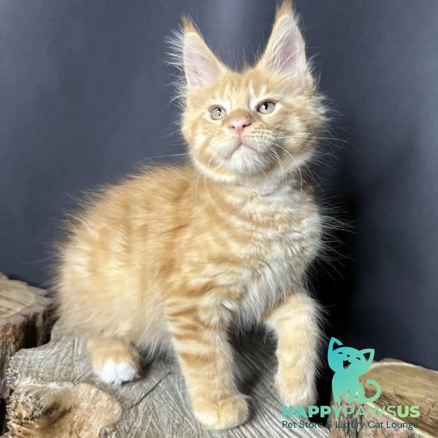 Pixel Maine Coon male red tabby with white - live animals