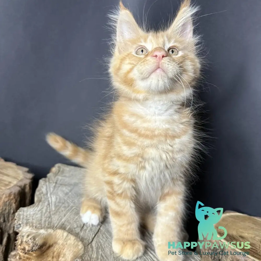 Pixel Maine Coon male red tabby with white - live animals