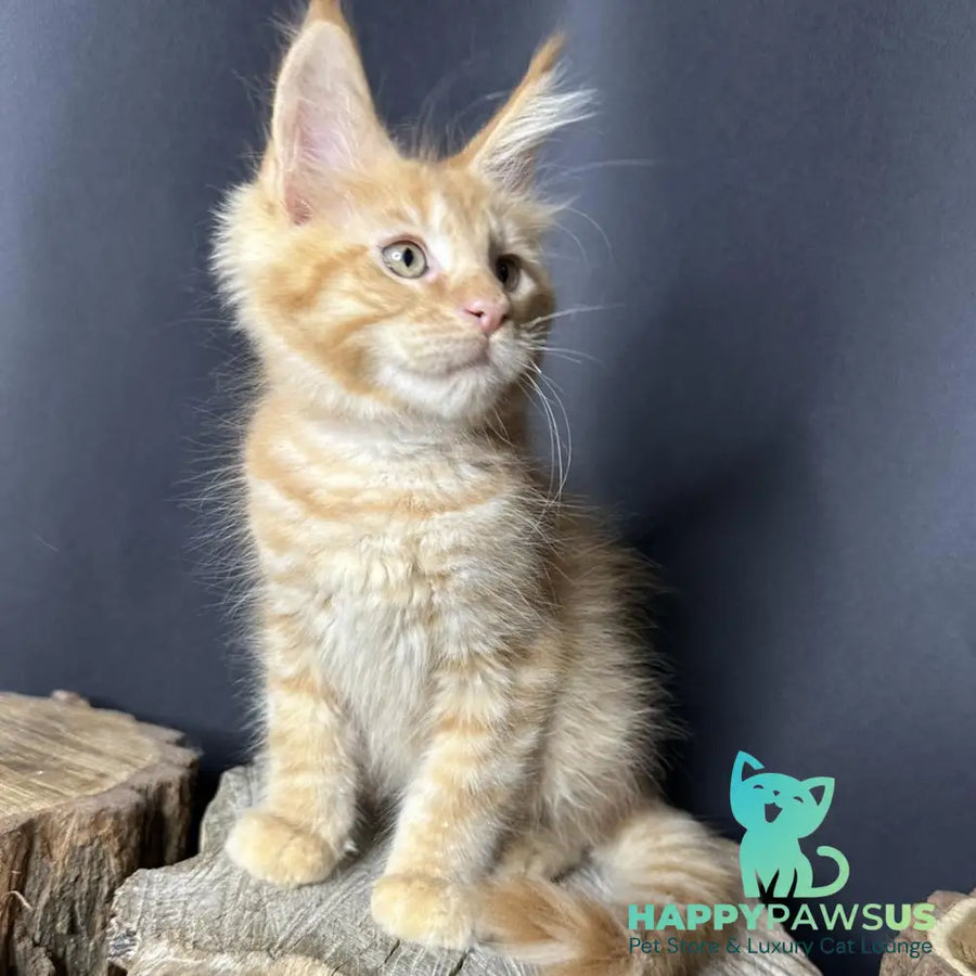 Pixel Maine Coon male red tabby with white - live animals