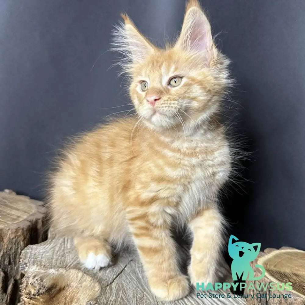 Pixel Maine Coon male red tabby with white - live animals