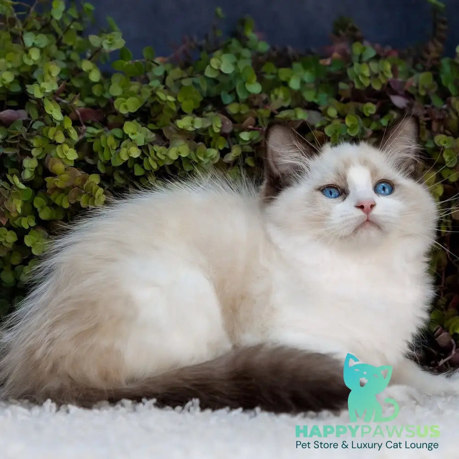 Pixel Ragdoll male seal bicolour - live animals