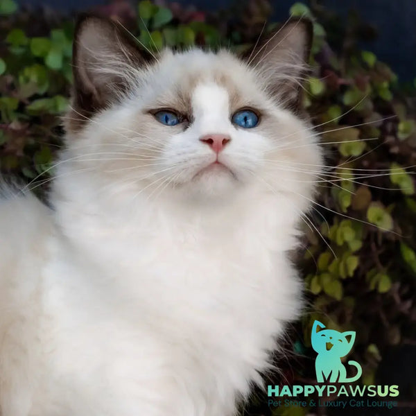 Pixel Ragdoll male seal bicolour - live animals