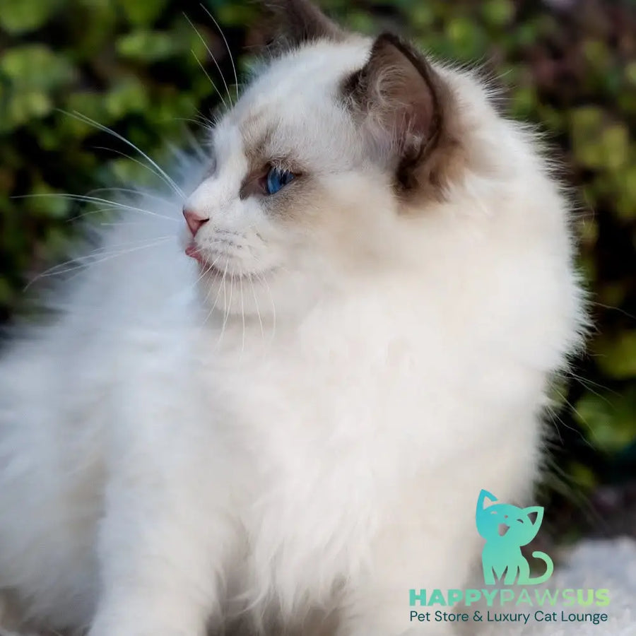 Pixel Ragdoll male seal bicolour - live animals