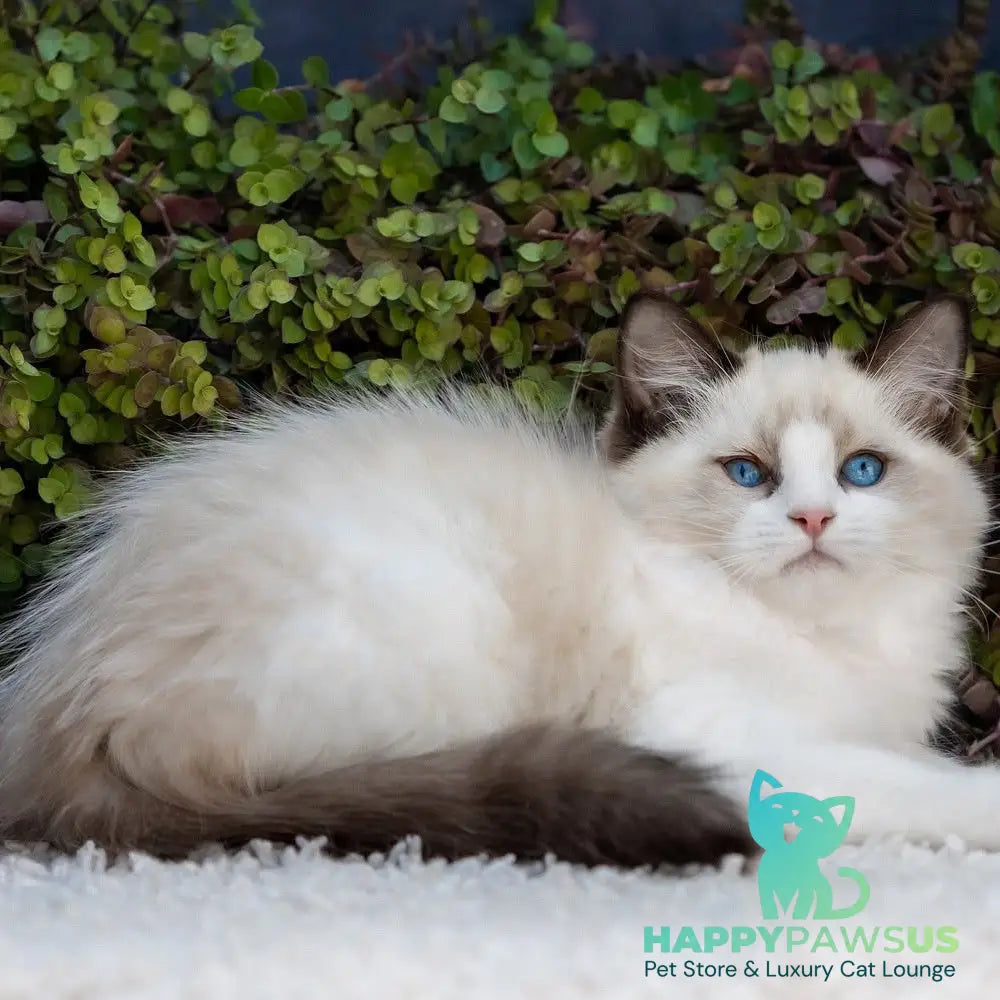 Pixel Ragdoll male seal bicolour - live animals