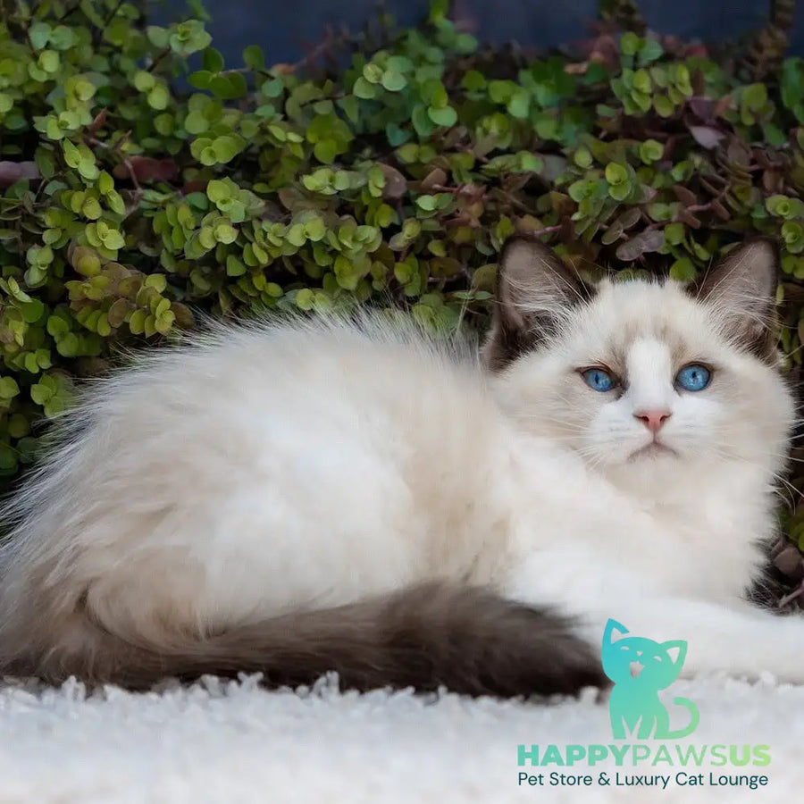Pixel Ragdoll male seal bicolour - live animals