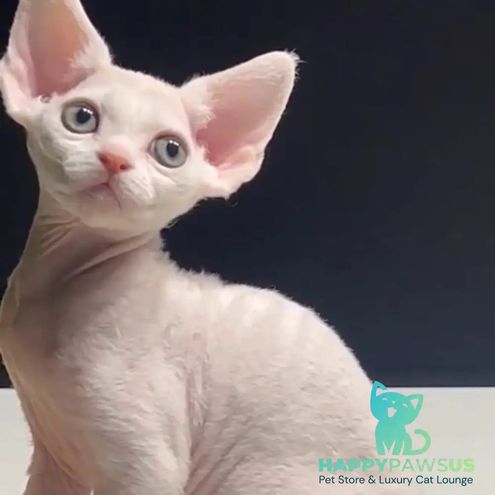 Pixi Devon Rex male white - live animals
