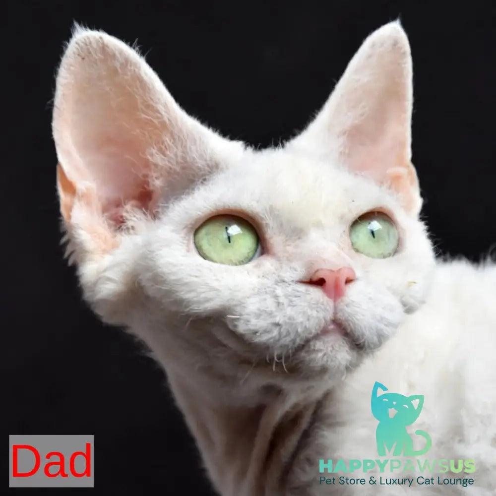 Pixi Devon Rex male white - live animals
