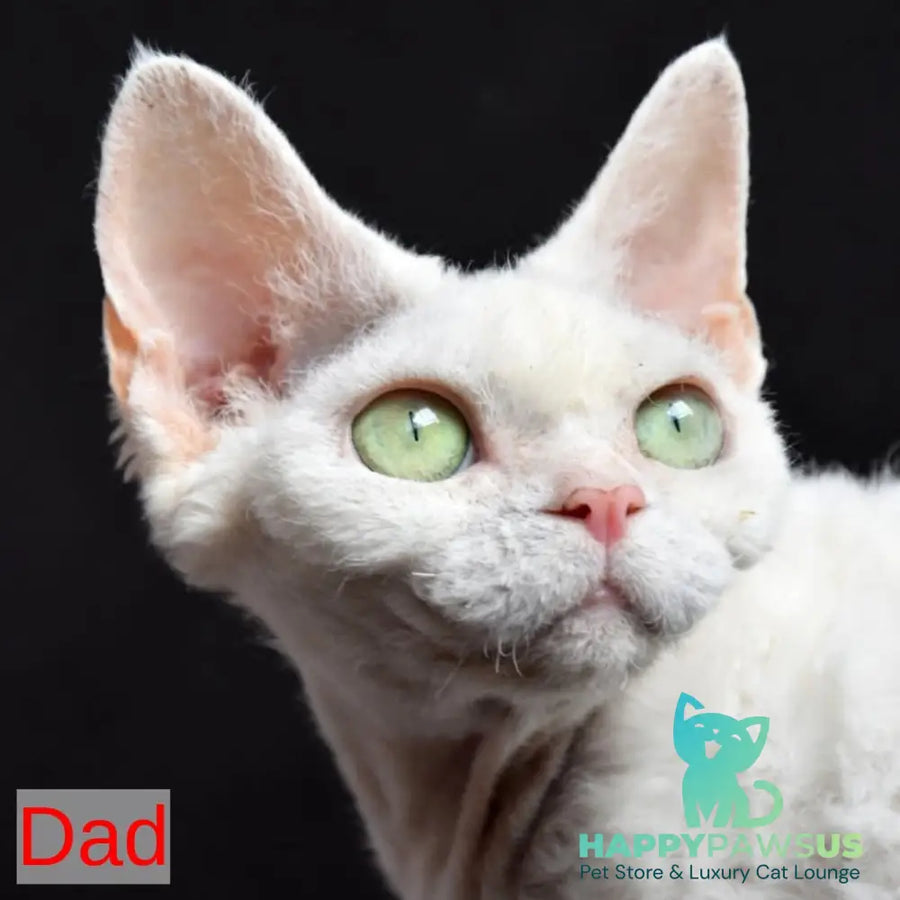 Pixi Devon Rex male white - live animals