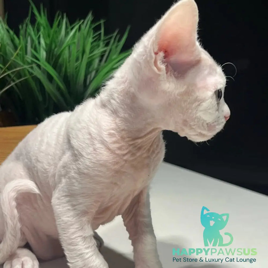 Pixi Devon Rex male white - live animals
