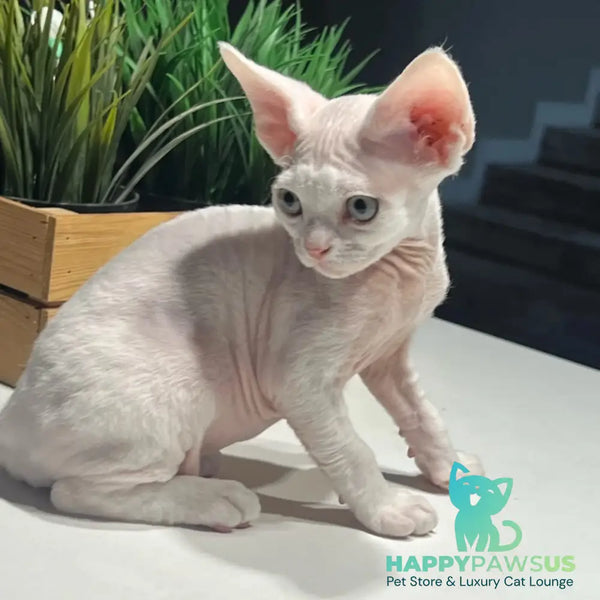 Pixi Devon Rex male white - live animals