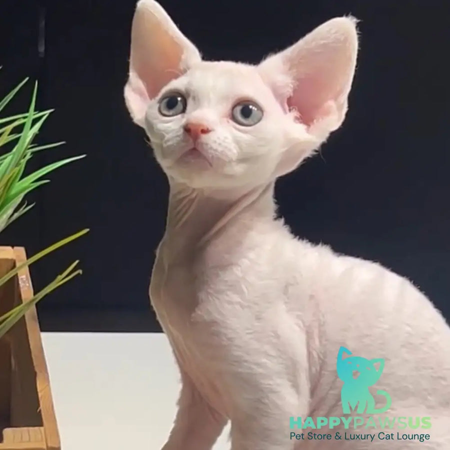 Pixi Devon Rex male white - live animals
