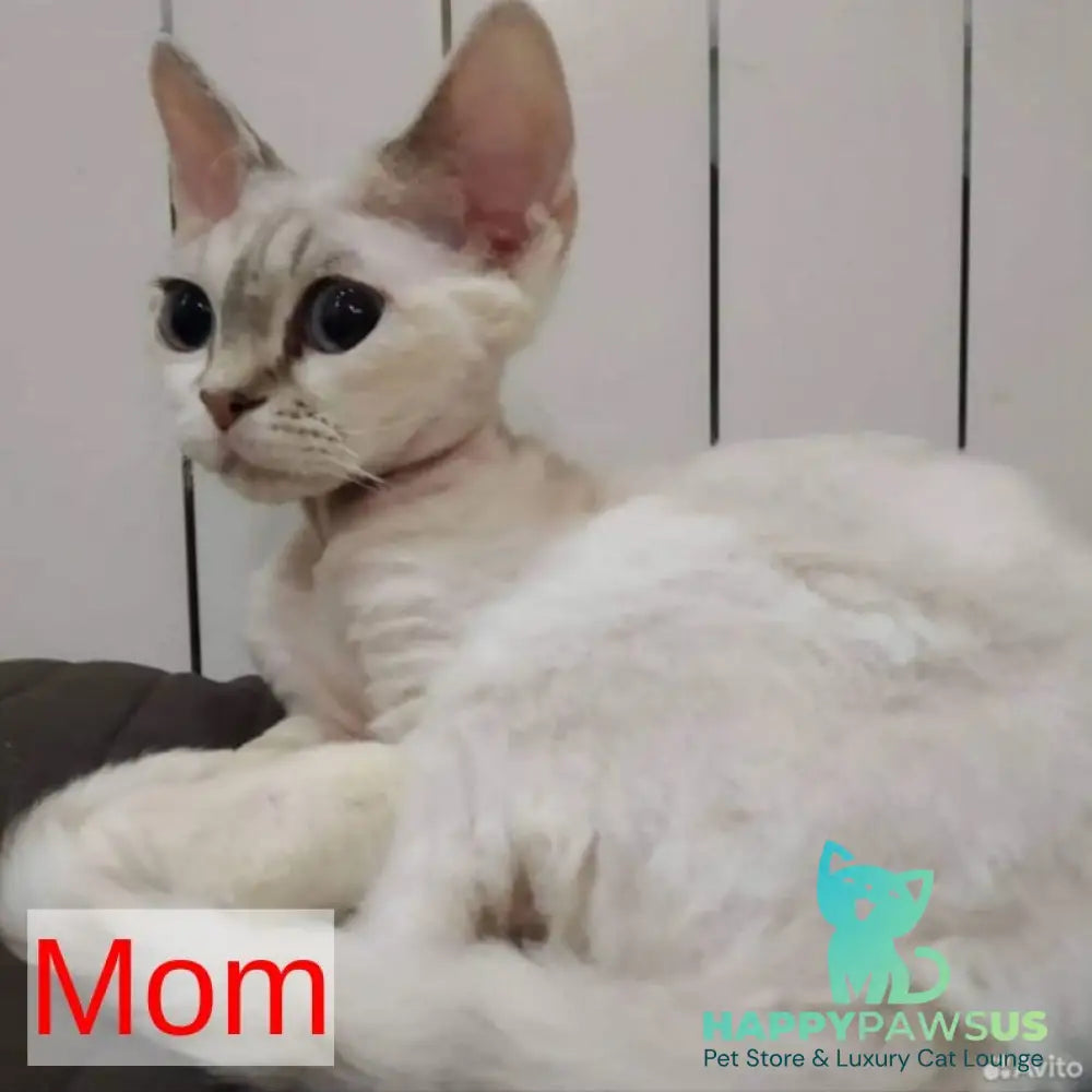 Pixi Devon Rex male white - live animals