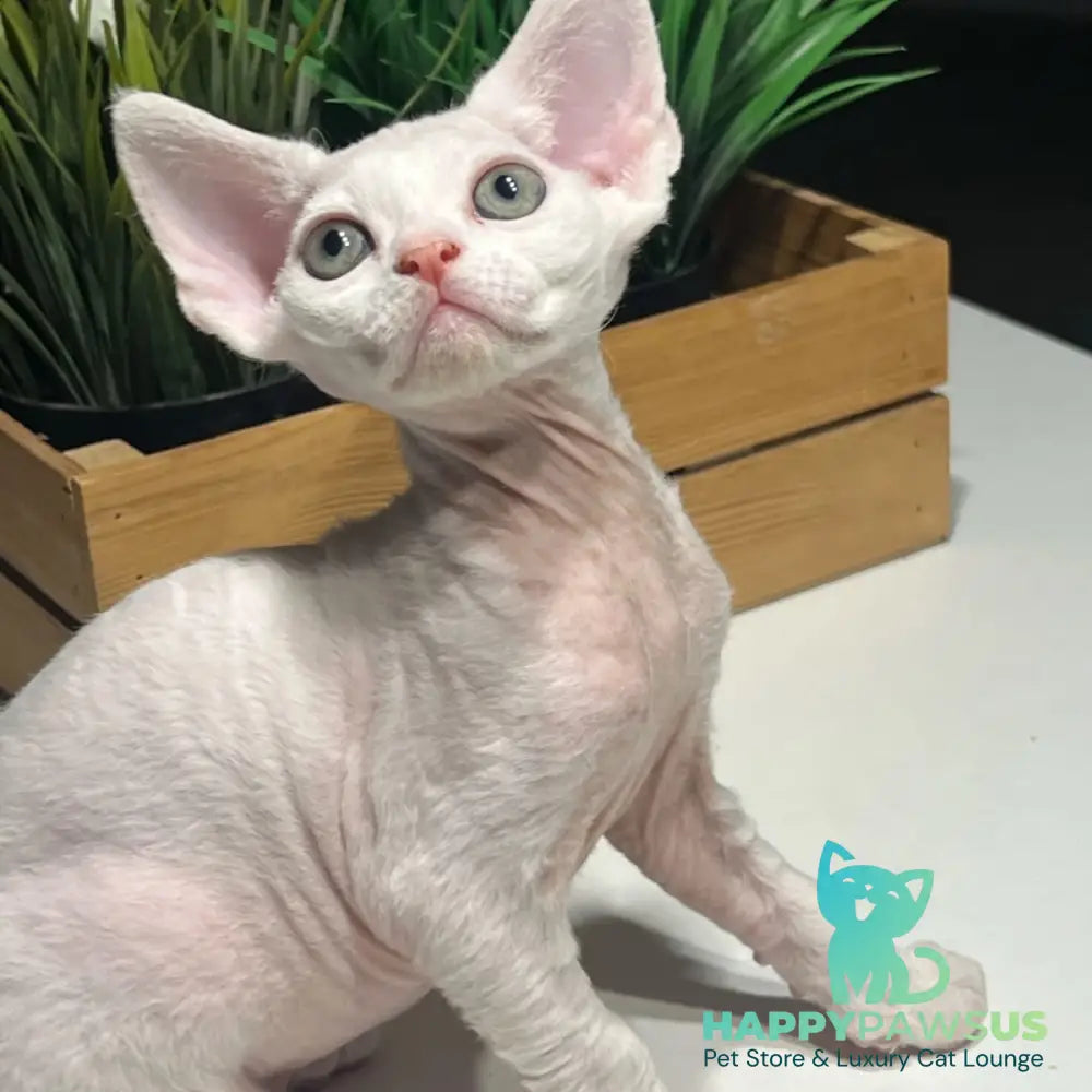 Pixi Devon Rex male white - live animals