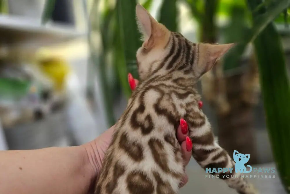 Pixie Bengal female black spotted tabby pointed - live animals