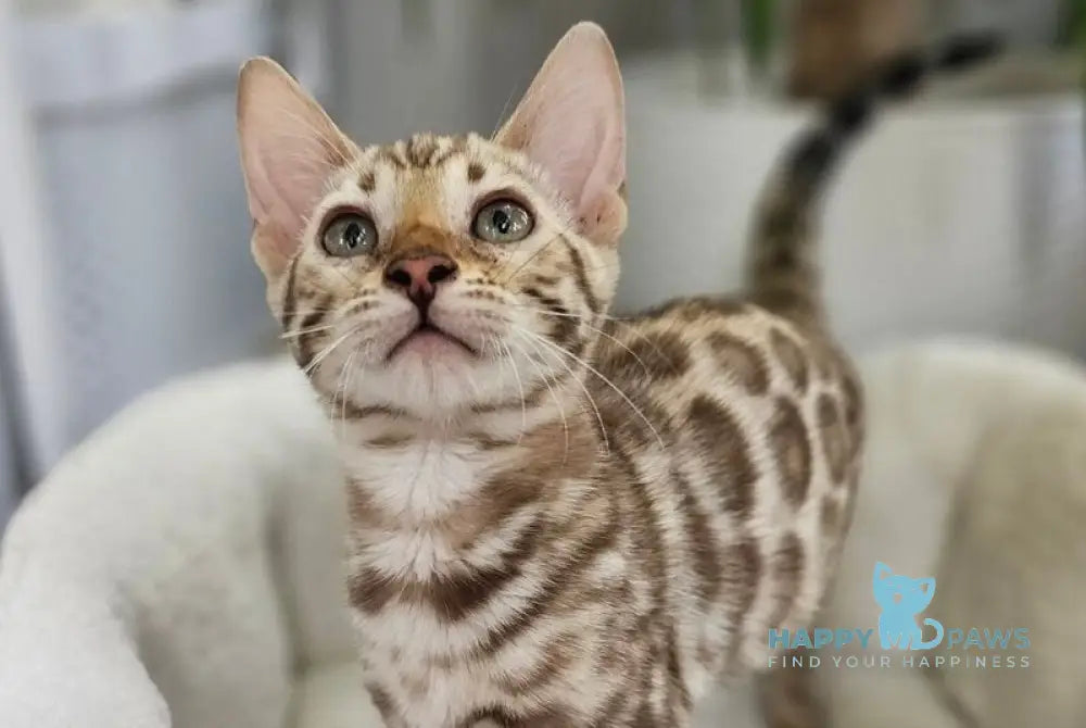 Pixie Bengal female black spotted tabby pointed - live animals