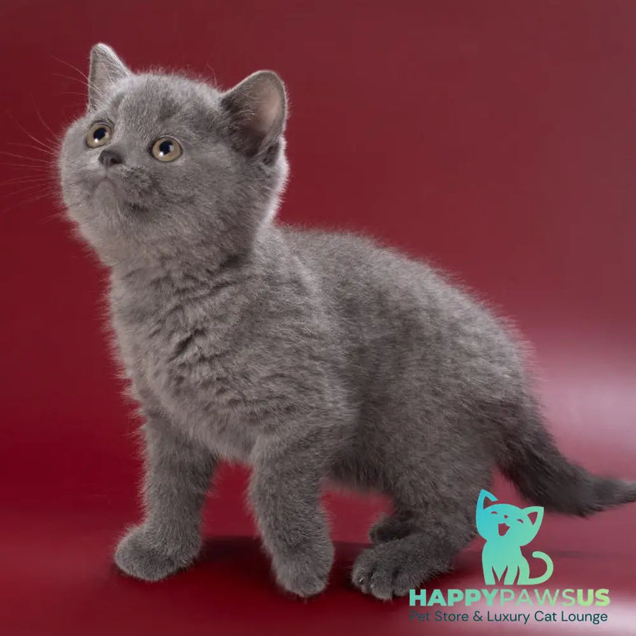 Pixie British Shorthair female blue - live animals