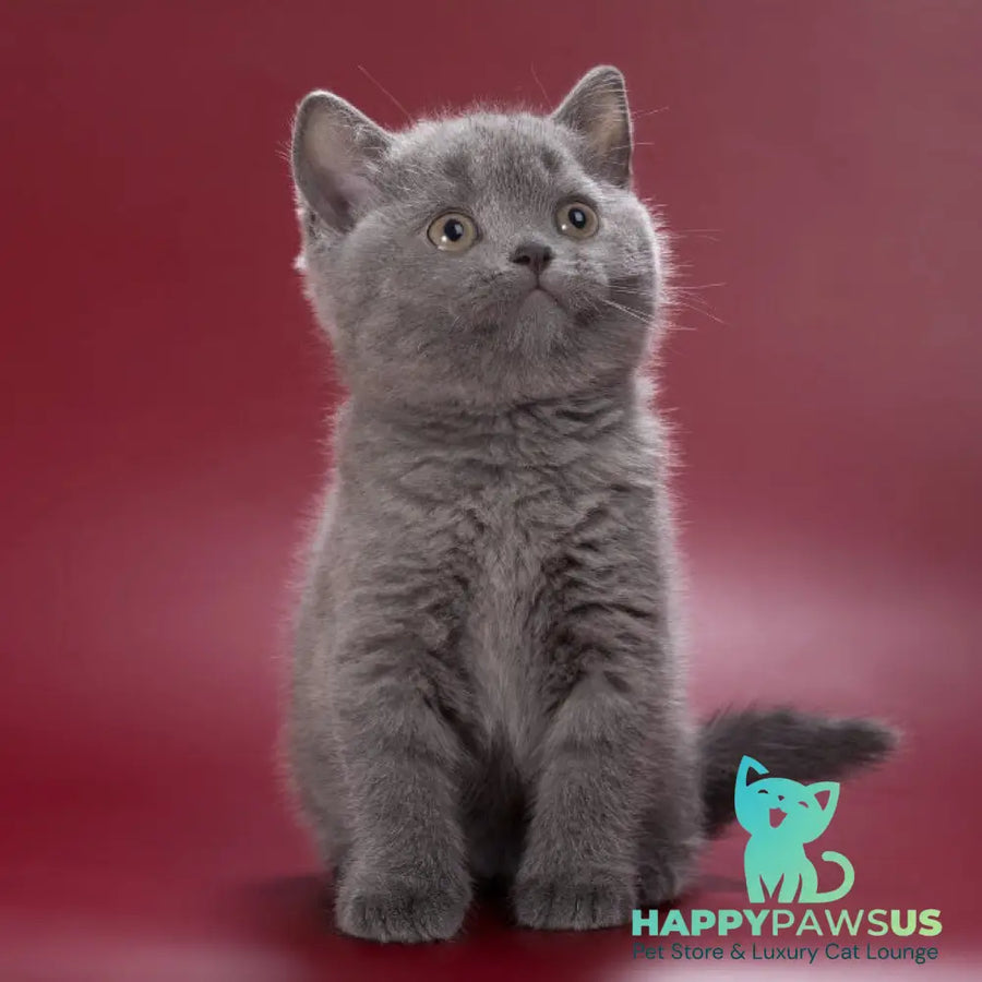 Pixie British Shorthair female blue - live animals