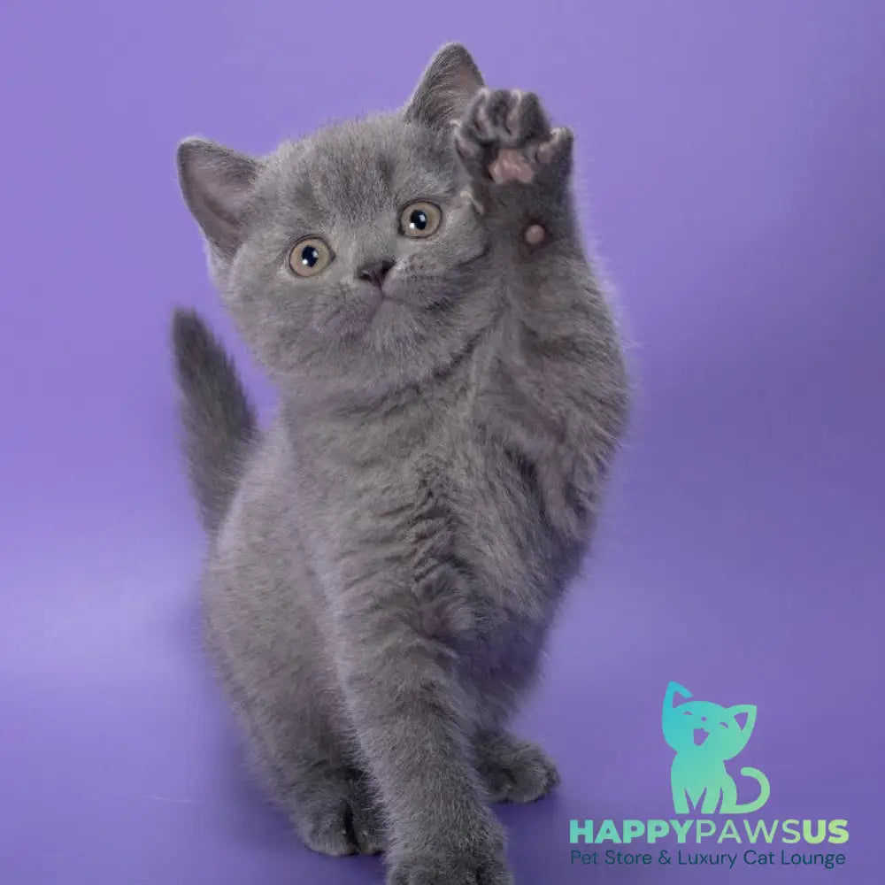 Pixie British Shorthair female blue - live animals