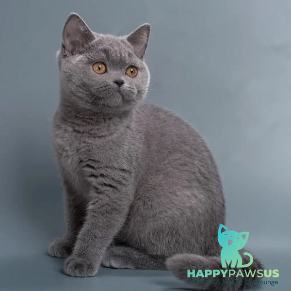 Pixie British Shorthair female blue - live animals