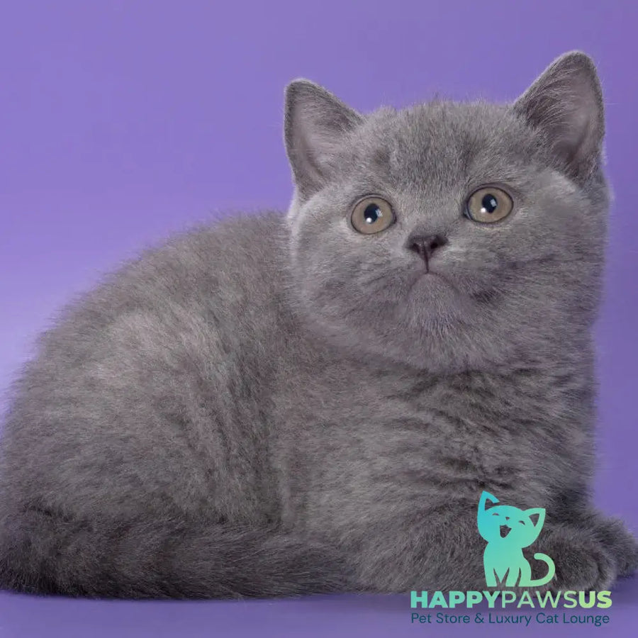 Pixie British Shorthair female blue - live animals