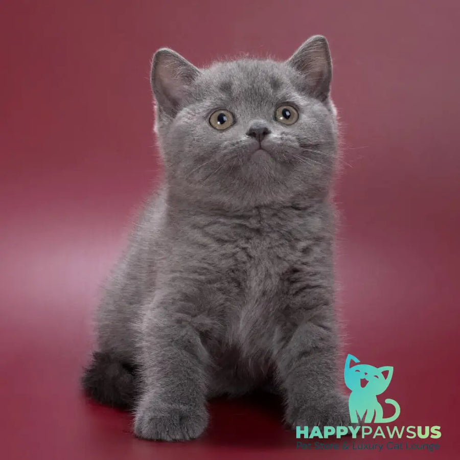 Pixie British Shorthair female blue - live animals