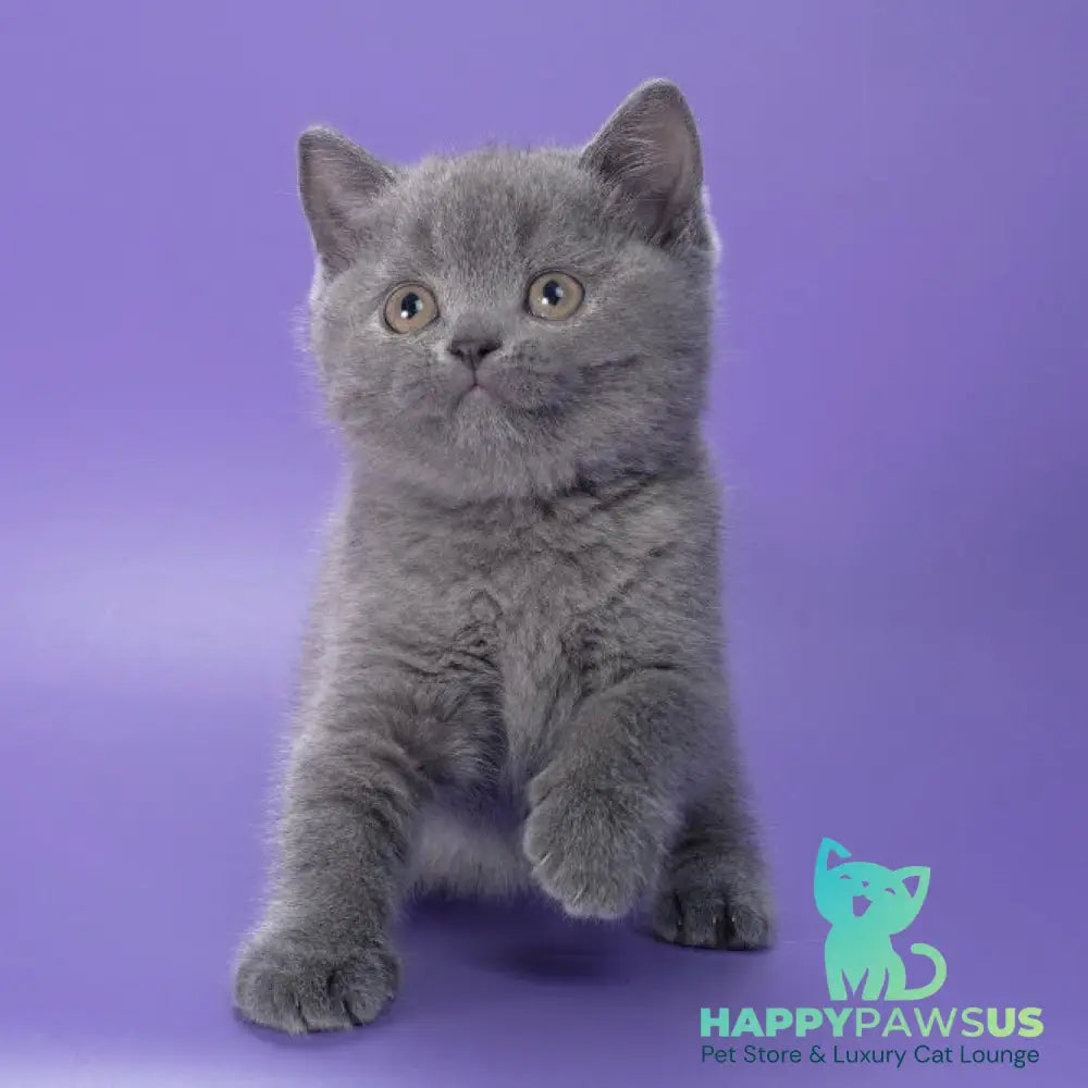 Pixie British Shorthair female blue - live animals
