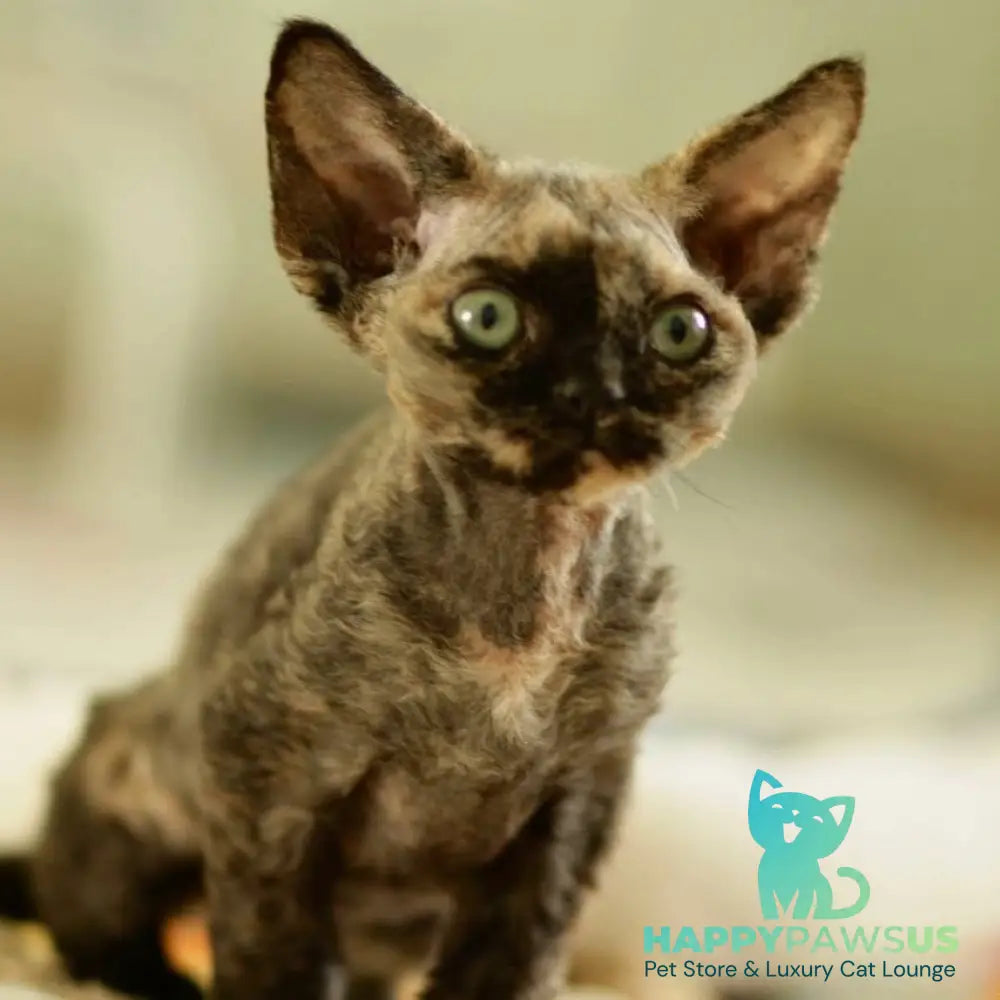 Pixie Devon Rex female black tortie - live animals