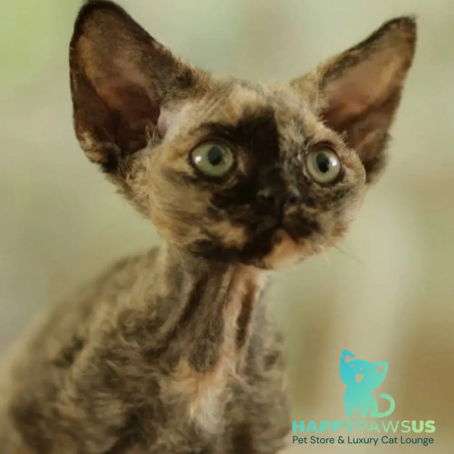 Pixie Devon Rex female black tortie - live animals