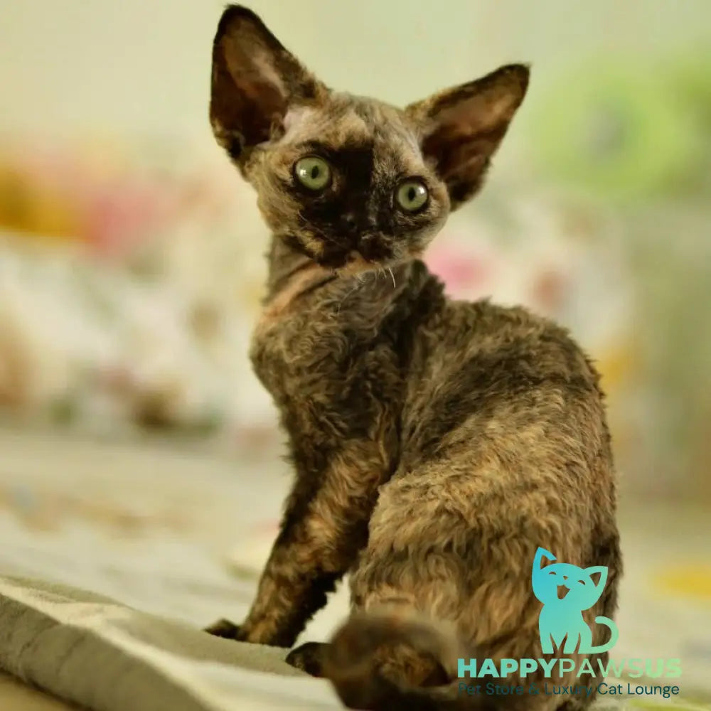 Pixie Devon Rex female black tortie - live animals